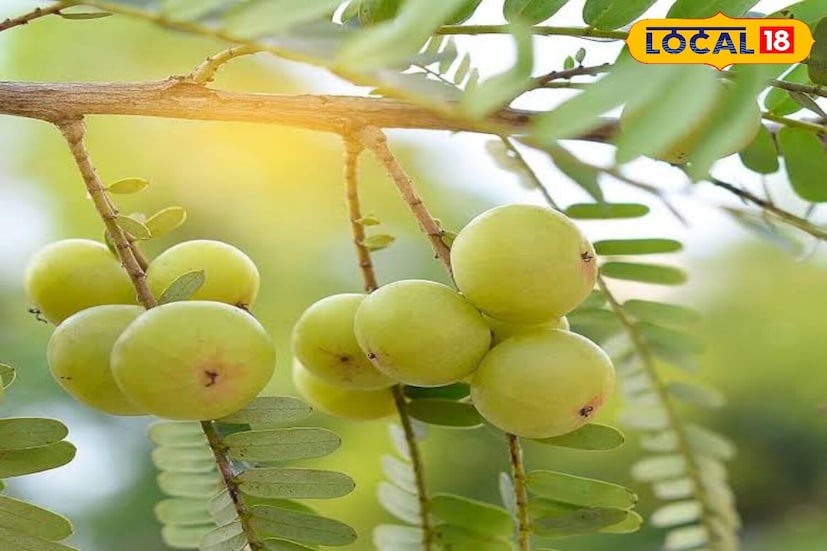 डॉ. तिवारी म्हणाले की, आवळ्याचे अनेक फायदे आहेत. ते शरीरातील विषारी पदार्थ काढून टाकते, रक्तातील साखर नियंत्रित करते आणि कोलेस्टेरॉलची पातळी कमी करते. नियमित सेवनाने केस गळणे कमी होते, त्वचेची चमक सुधारते आणि यकृत मजबूत होते. दृष्टी आणि पचन सुधारण्यासाठी देखील आवळा प्रभावी आहे.