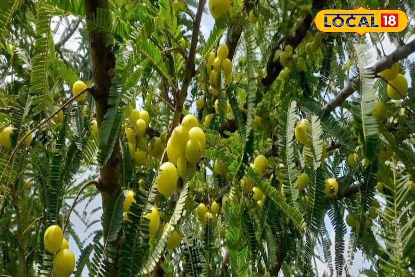 डॉ. श्याम नंदन तिवारी यांनी सांगितले की, हिवाळ्यात आवळा खाल्ल्याने शरीरातील उष्णता संतुलन राखण्यास मदत होते. थंडीच्या काळात ज्यांना अनेकदा सुस्तपणा आणि थकवा जाणवतो त्यांनी ते नक्कीच सेवन करावे. आवळ्याचा रस किंवा चवनप्राश शरीराला ऊर्जा प्रदान करतो.