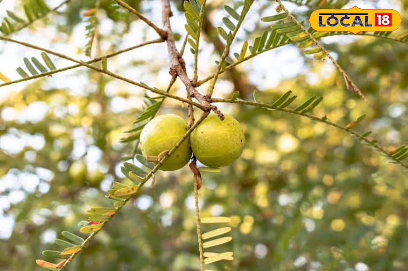 त्यांनी पुढे सांगितले की, आवळा फायदेशीर असला तरी जास्त प्रमाणात सेवन केल्याने नुकसान देखील होऊ शकते. जास्त प्रमाणात सेवन केल्याने छातीत जळजळ, गॅस, आम्लता किंवा अतिसार होऊ शकतो. अति आम्लता, अल्सर किंवा मधुमेह असलेल्या लोकांनी डॉक्टरांचा सल्ला घेतल्याशिवाय आवळा जास्त प्रमाणात सेवन करणे टाळावे.