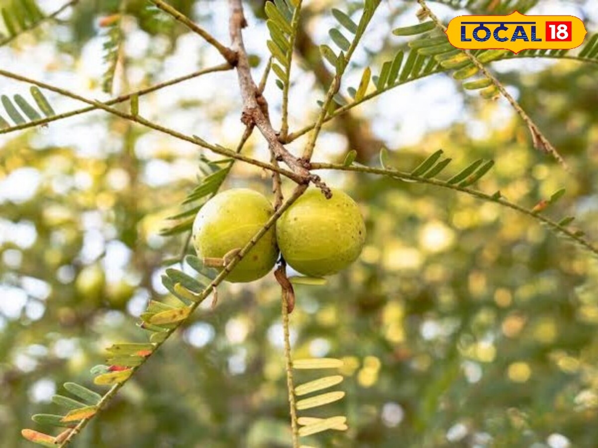 Winter Superfood : हिवाळ्यात आरोग्यासाठी वरदान, पण 'या' लोकांनी चुकूनही खाऊ नये आवळा! पाहा कारण