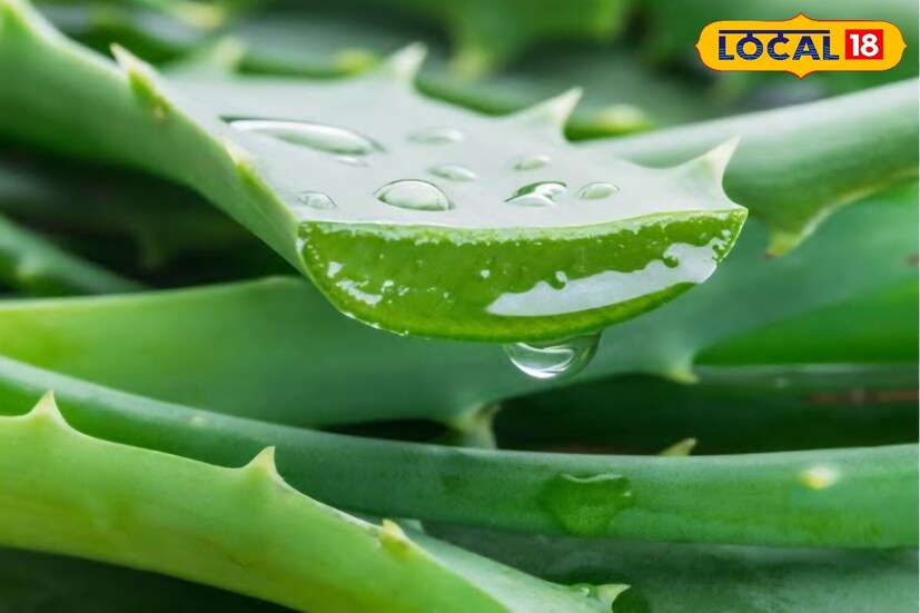 हे हेअर जेल एकाच वेळी केसांच्या अनेक समस्यांवर उपाय करते. कोरफड केसांना मॉइश्चरायझ करते, कोरडेपणा दूर करते. नारळाचे तेल केसांना मजबूत करते आणि तुटण्यापासून रोखते. एरंडेल तेल टाळूमध्ये रक्त परिसंचरण वाढवते आणि केसांची वाढ जलद होते. या जेलच्या नियमित वापरामुळे केस मऊ, चमकदार आणि आटोपशीर राहतात.