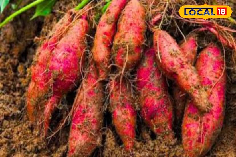 मूत्रमार्गाच्या संसर्गापासून बचाव करण्यासाठी देखील रताळे उपयुक्त आहेत. अनेकांना लघवी करताना जळजळ होते किंवा लघवी करण्यास त्रास होतो आणि अशा परिस्थितीत गोड बटाटे फायदेशीर ठरतात. आयुर्वेदात, रताळ्याचा वापर यूटीआयवर उपचार करण्यासाठी केला जातो. रताळ्याचा सूप घेणे ही एक प्रभावी पद्धत मानली जाते.