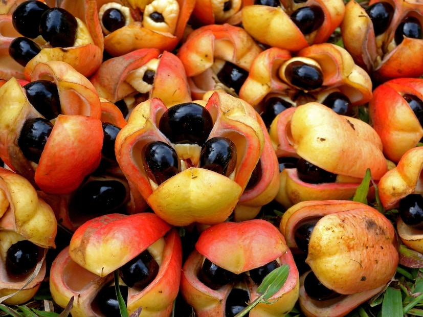 अकी फळ (Ackee Fruit) : जमैकाचे हे फळ पूर्णपणे पिकल्याशिवाय विषारी असते. न पिकलेल्या फळात हायपोग्लायसिन ए नावाचे विष असते, ज्यामुळे सतत उलटी होण्याचा आजार होऊ शकतो किंवा व्यक्ती कोमात जाऊ शकते. जेव्हा हे फळ नैसर्गिकरित्या फाटून उघडते आणि त्याचा पिवळा भाग स्पष्ट दिसतो, तेव्हाच ते खाण्यासाठी सुरक्षित मानले जाते.