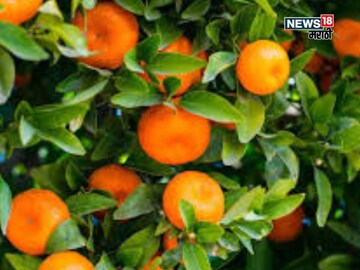 Agriculture News 
