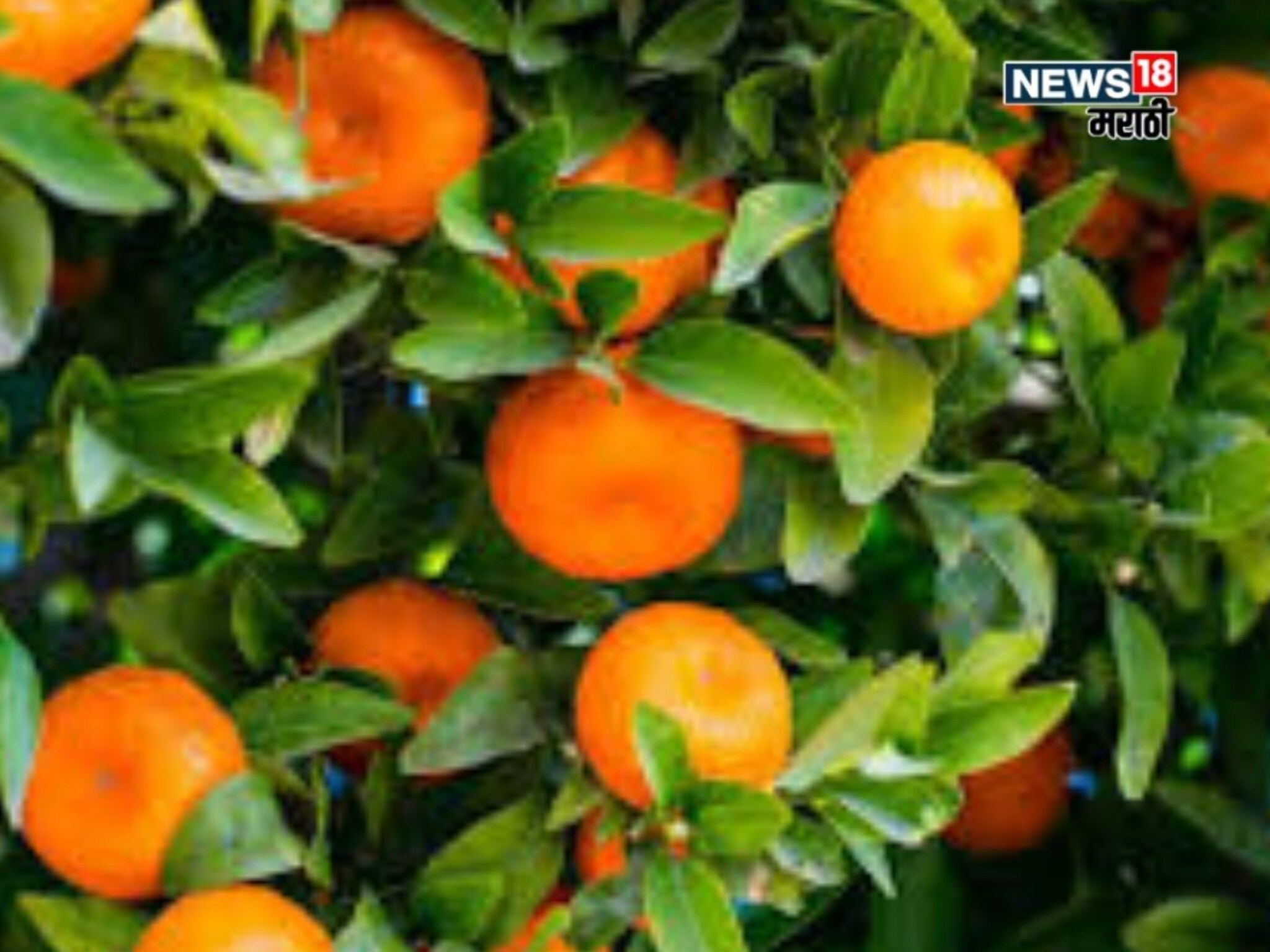 फळ उत्पादक शेतकऱ्यांसाठी गुड न्यूज! या पिकांना मिळणार संरक्षण कवच