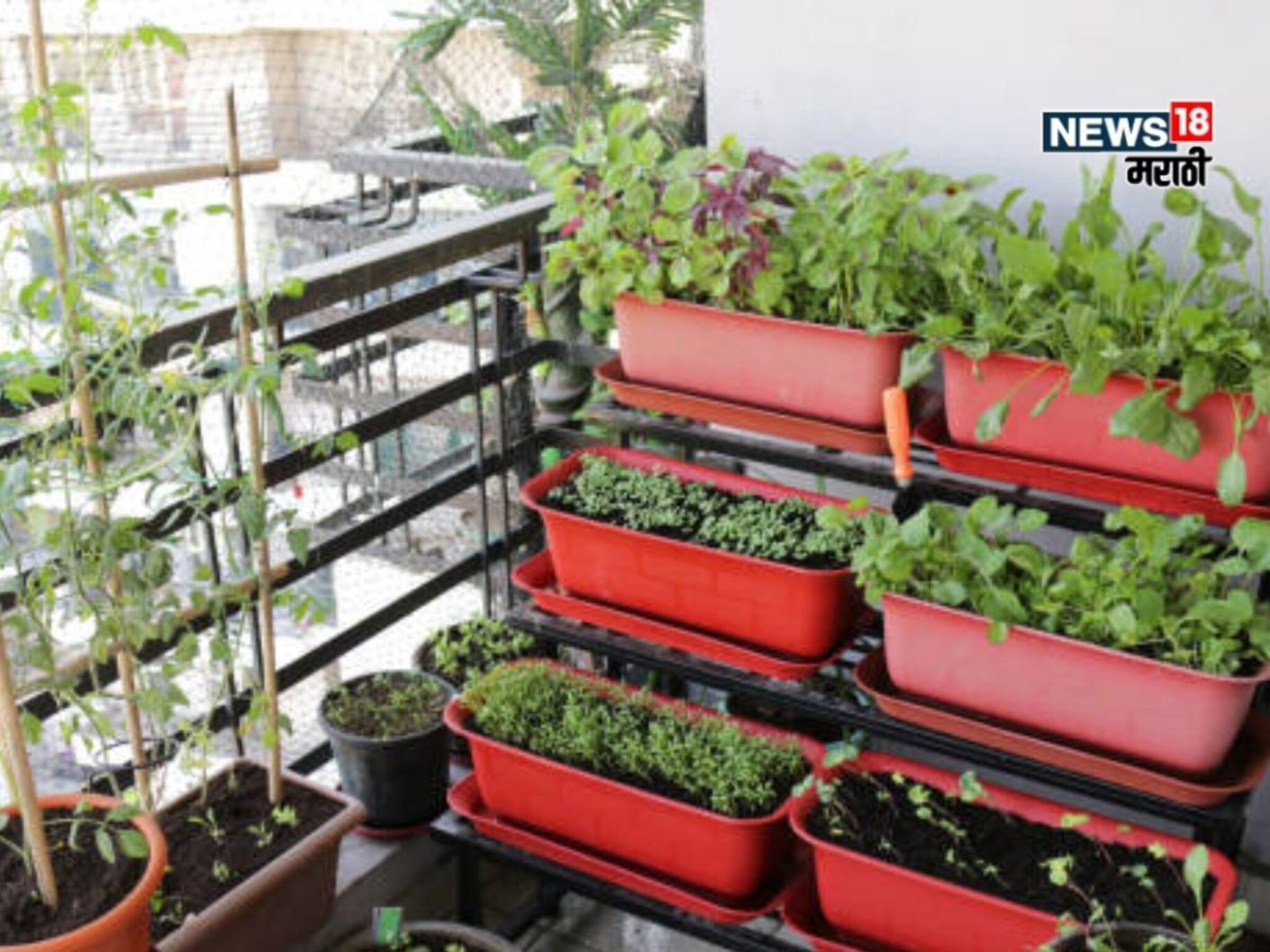 पैसे वाया घालवू नका! या पद्धतीने घरीच ५ महागडे मसाले पिकवा