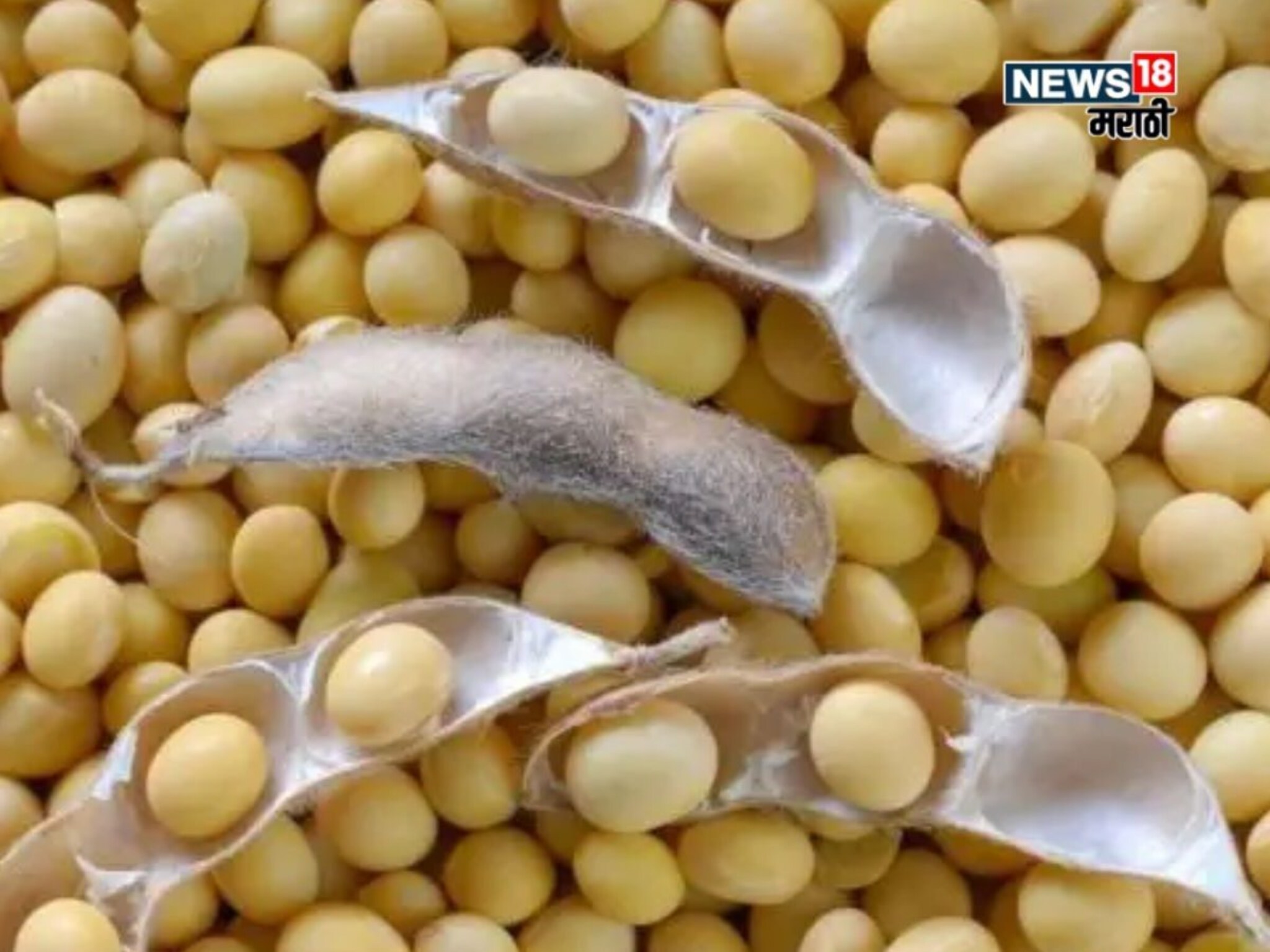 नवीन सोयाबीनची आवक वाढली! दर ५,००० रु पार जाणार? मार्केटमधून नवीन अपडेट आली समोर