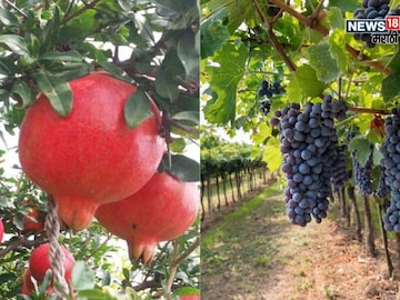 Agriculture News 