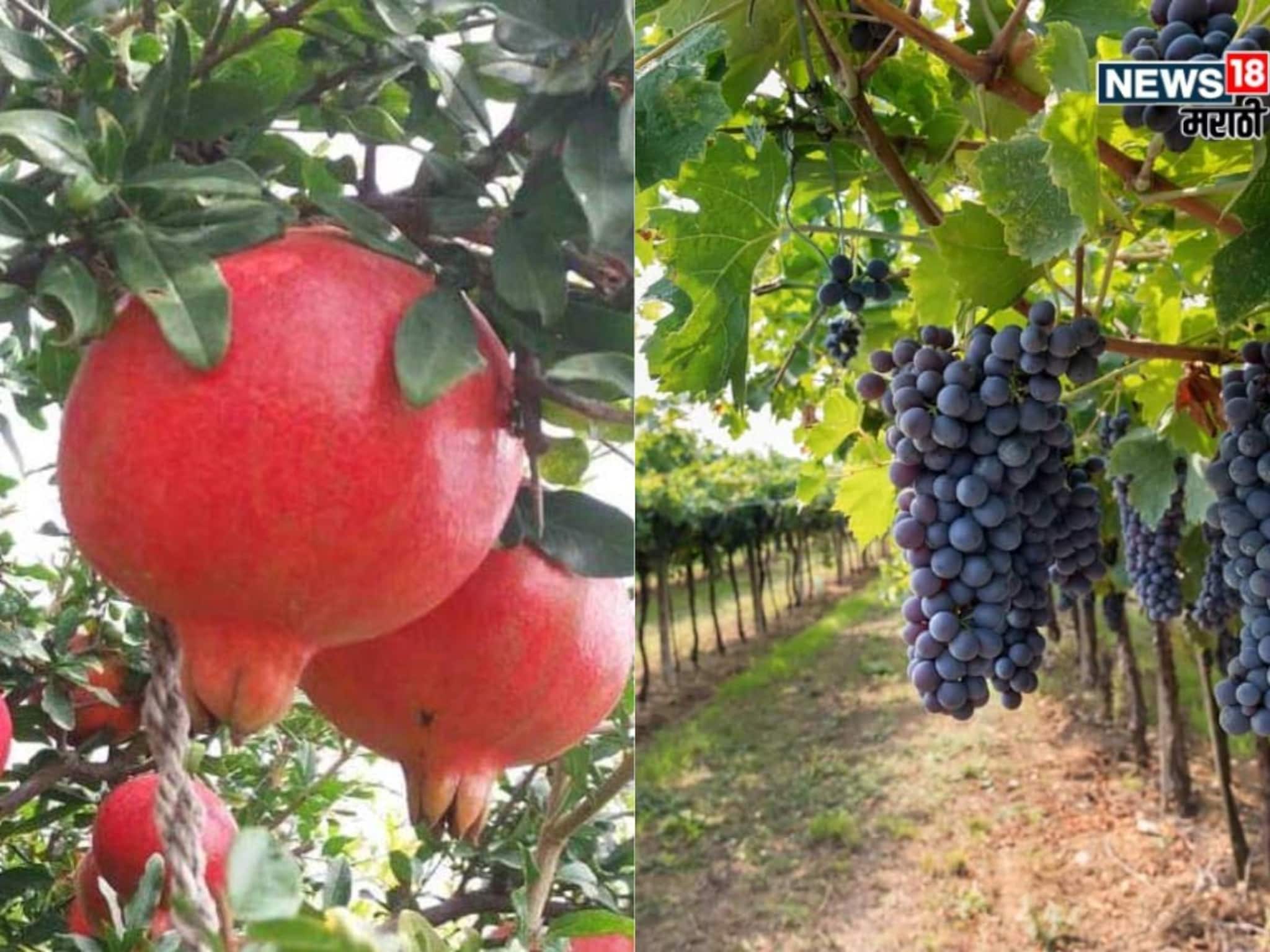 फळ पीक विम्यासाठी अर्जप्रक्रिया सुरू, किती तारखेपर्यंत मुदत? कोणत्या फळाचा असणार समावेश?