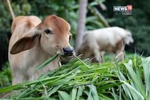जनावरांच्या चाऱ्यासाठी सरकार देतंय मोफत बियाणे, या तारखेपर्यंत करता येणार अर्ज