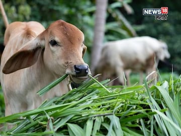 agriculture news