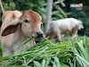 जनावरांच्या चाऱ्यासाठी सरकार देतंय मोफत बियाणे, या तारखेपर्यंत करता येणार अर्ज