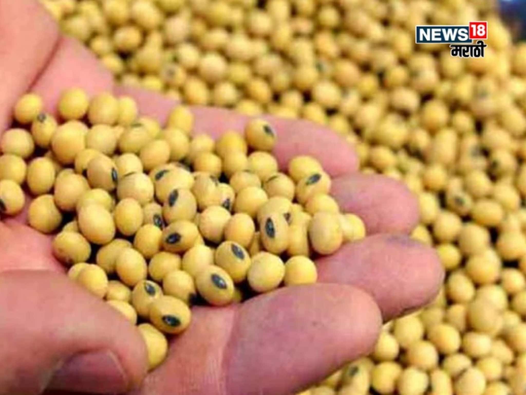 पावसामुळे मोठं नुकसान, दिवाळीत सोयाबीनचे दर कडाडणार? पुढील १५ दिवस  मार्केट कसं असणार?
