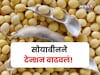ऐन दिवाळीच्या तोंडावर सोयाबीनच्या दरात सर्वात मोठी घसरण, सध्याचं मार्केट काय?