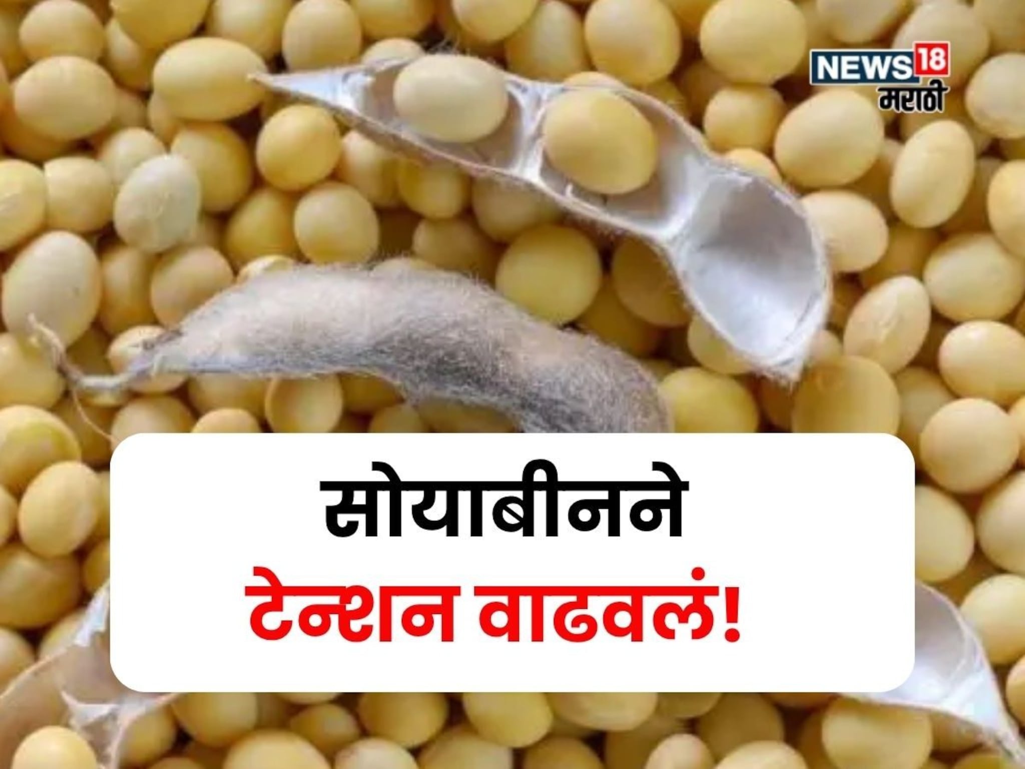 Soybean Market : ऐन दिवाळीच्या तोंडावर सोयाबीनच्या दरात सर्वात मोठी घसरण, सध्याचं मार्केट काय?