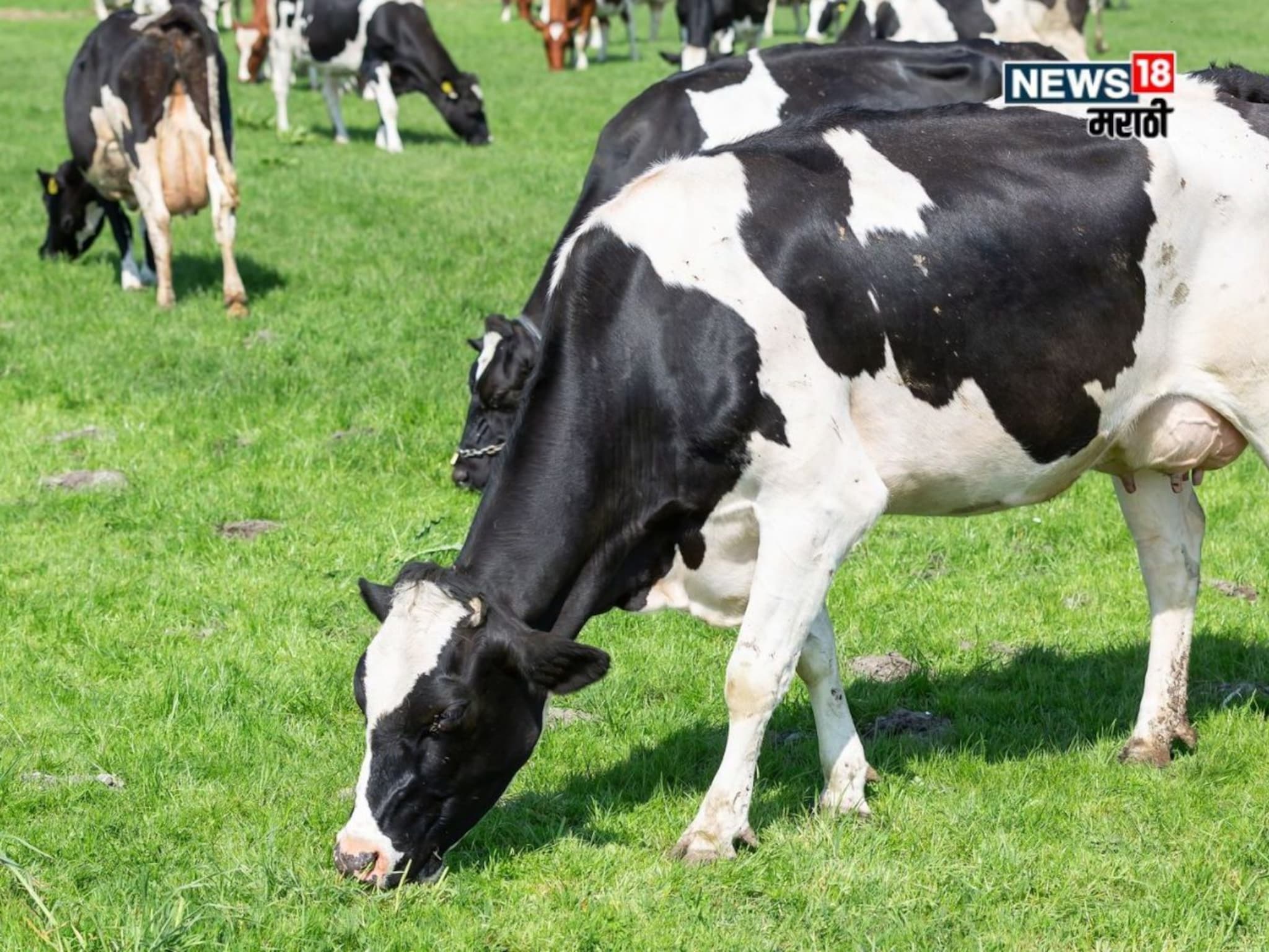 केंद्र सरकारचा मोठा निर्णय! दुधाळ पशुधनाचा विमा काढला जाणार, किती रक्कम भरावी लागणार?