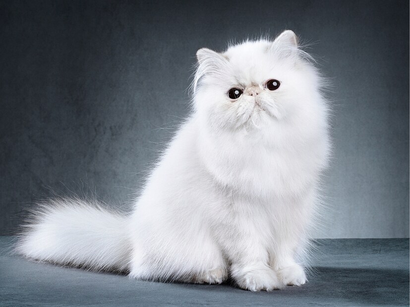  Benefits of keeping a cat : मांजर केवळ एक सुंदर पाळीव प्राणी नाही, तर ते तुमच्या घरात आनंद आणि ऊर्जेचा (joy and energy) स्रोत देखील असू शकते. अनेक लोकांना मांजर पाळायला आवडते कारण ती केवळ गोंडस नसून, आरोग्यासाठी आणि मानसिक शांतीसाठीही अनेक फायदे देते. पण तुम्हाला माहीत आहे का, मांजर पाळण्यासोबतच काही मोठ्या जबाबदाऱ्या आणि तोटेही येऊ शकतात? त्यामुळे, घरात मांजर पाळण्याचा विचार करत असाल, तर त्याचे मानसिक, शारीरिक आणि आर्थिक परिणाम दोन्ही समजून घेणे महत्त्वाचे आहे.