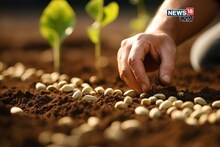 रब्बी हंगामात बीजप्रक्रिया कशी कराल? तज्ज्ञांचा दिला महत्वाचा सल्ला