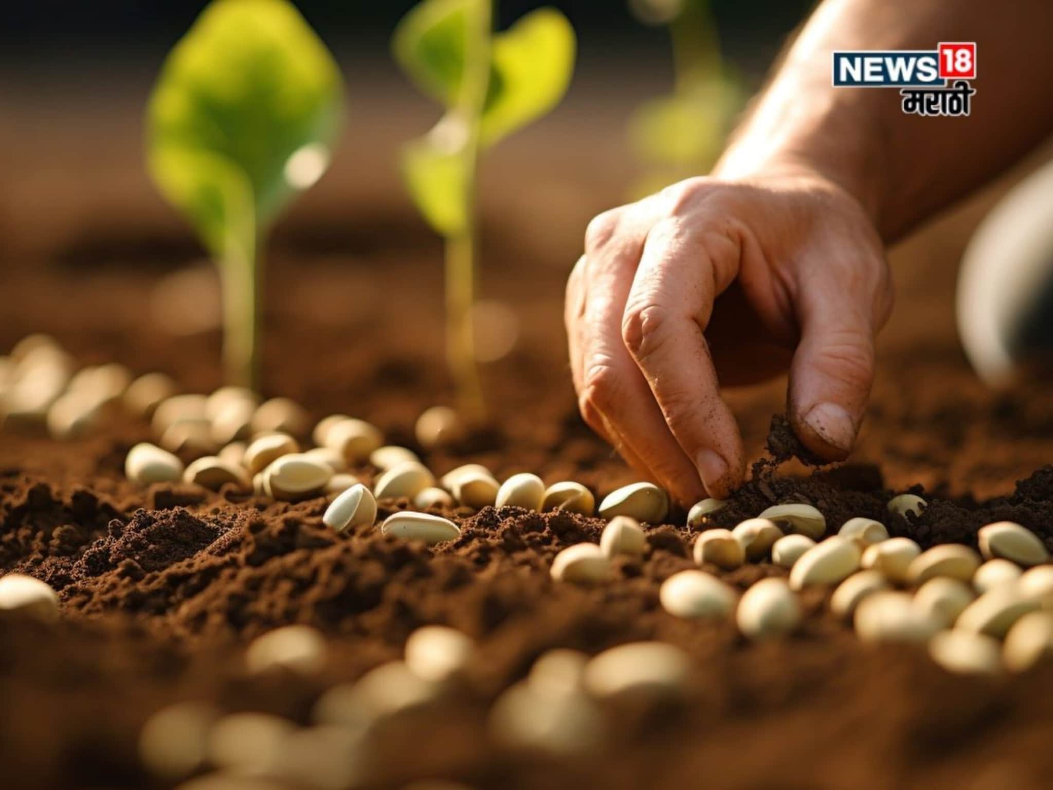 रब्बी हंगामात बीजप्रक्रिया कशी कराल? तज्ज्ञांचा दिला महत्वाचा सल्ला