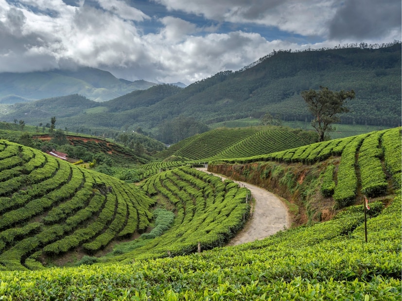  मुन्नार (Munnar), केरळ: कॉफीच्या मळ्यात रोमान्स - दक्षिण भारतात अनेक सुंदर हिल स्टेशन्स (hill stations) आहेत आणि मुन्नार (Munnar) त्यापैकीच एक आहे. हे कपल्ससाठी परफेक्ट आहे. ऑक्टोबरमध्ये येथील हवामान सुखद (pleasant) असते आणि निसर्गरम्यता शांत (serene) असल्याने तुम्हाला एकमेकांच्या जवळ आणते. येथील कॉफीचे मळे (coffee plantations) पाहण्यासारखे आहेत. तसेच, येथे अनेक उत्तम रिसॉर्ट्स आहेत.