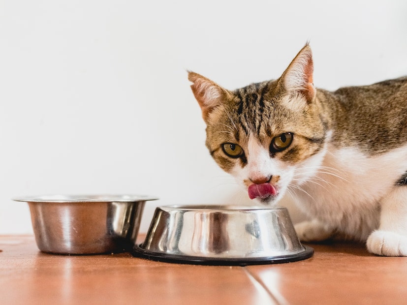  स्वच्छतेची काळजी घेणे महत्त्वाचे : मांजरीच्या लिटरची (Cat Litter) नियमित स्वच्छता आणि बदल करणे आवश्यक आहे. जर असे केले नाही, तर घरात घाण आणि बॅक्टेरिया पसरून संसर्गाचा धोका वाढू शकतो.
