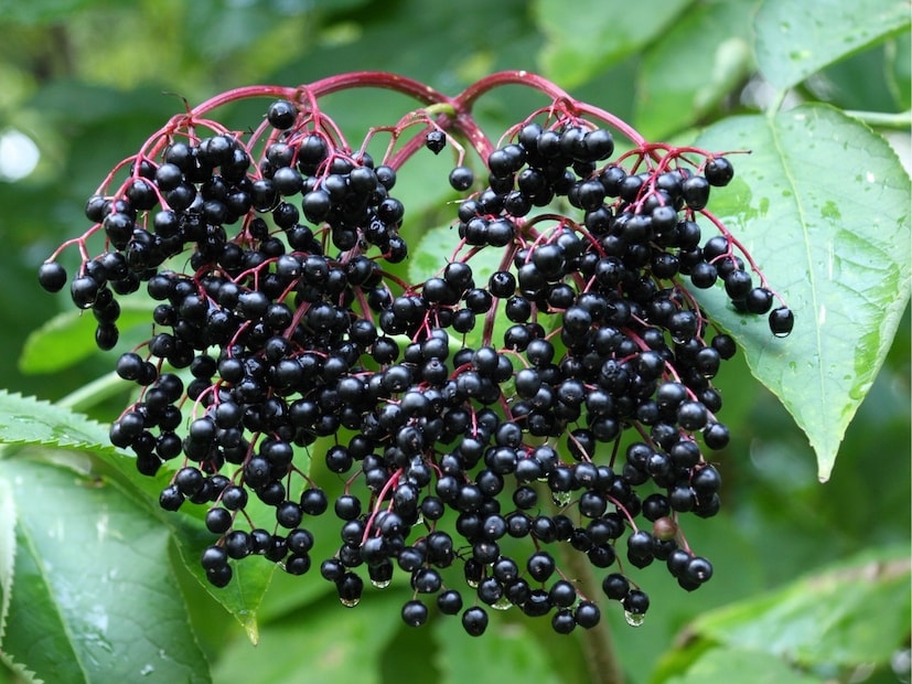  कच्ची एल्डरबेरीज (Raw Elderberries) : या फळाच्या न पिकलेल्या फळात, पाने आणि बियांमध्ये सायनाइड-निर्माण करणारी संयुगे असतात. त्यांना कच्चे खाल्ल्यास उलटी आणि चक्कर येऊ शकते. हे फळ फक्त शिजवल्यानंतरच सुरक्षित मानले जाते.