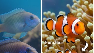 AI Generated Photo AI Generated Photo