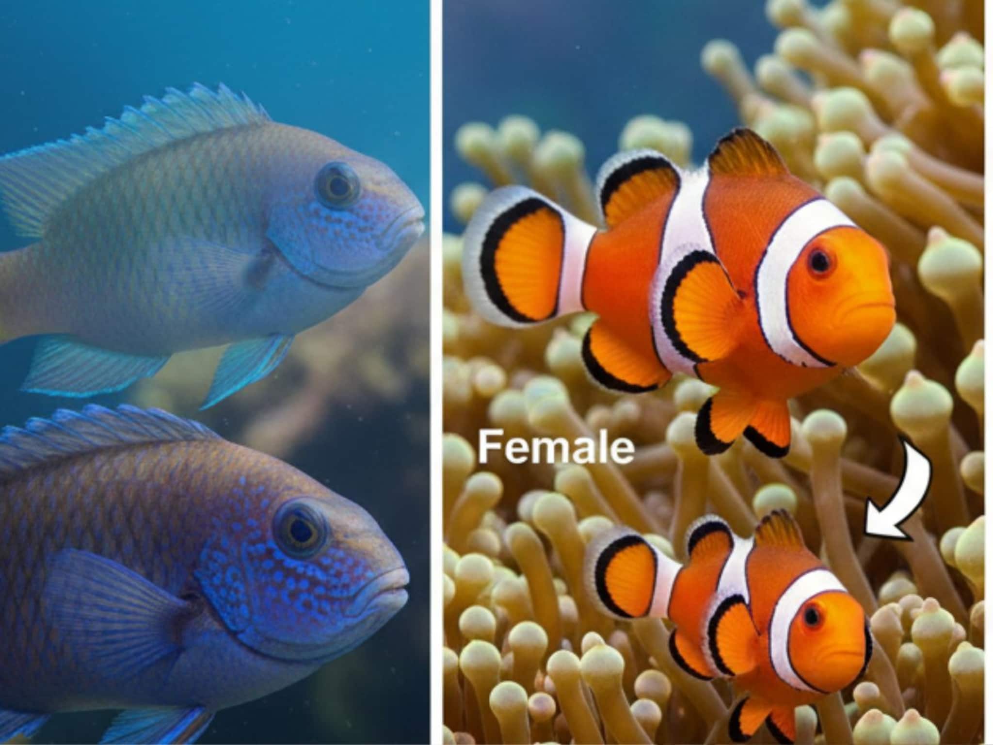 काही असे प्राणी जे बदलू शकतात आपला लिंग, वाचून थक्क व्हाल आगळ्यावेगळ्या जीवांची यादी