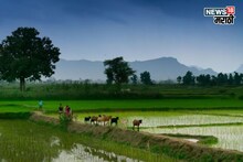 कृषी हवामान : मोंथा चक्रीवादळाचे शेतकऱ्यांवर आजही संकट! १० जिल्ह्यांना पावसाचा अलर्ट, पिकांसाठी सल्ला काय?