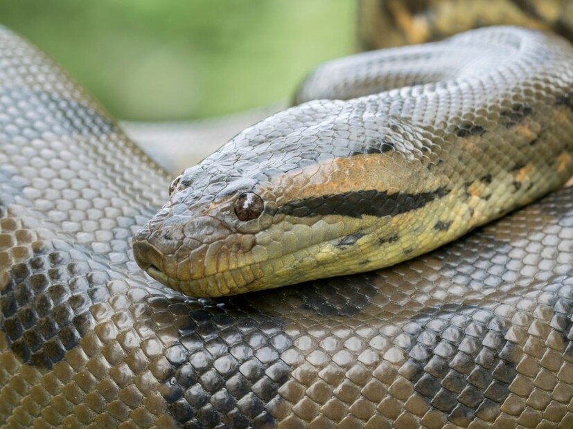 सिनेमामध्ये अनेकांनी अनाकोंडा (Anaconda) ला पाहिला असेल. त्यांच्या अफाट आकारामुळे आणि शक्तीमुळे लोकांमध्ये नेहमीच कौतुक आणि भीती निर्माण करतात. कारण अनाकोंडा (Anaconda) माणसाला देखील गिळू शकतो. सिनेमात तुम्ही हे पाहिलं असेन आणि खऱ्या आयुष्यात त्याबद्दल ऐकलं ही असेल. पण त्याच्याबद्दल लोकांच्या मनात अनेक प्रश्न आहेत. अनाकोंडा म्हणजे कोण? तो कुठे असतो? तो किती धोकादायक असतो वैगरे... वैगरे....