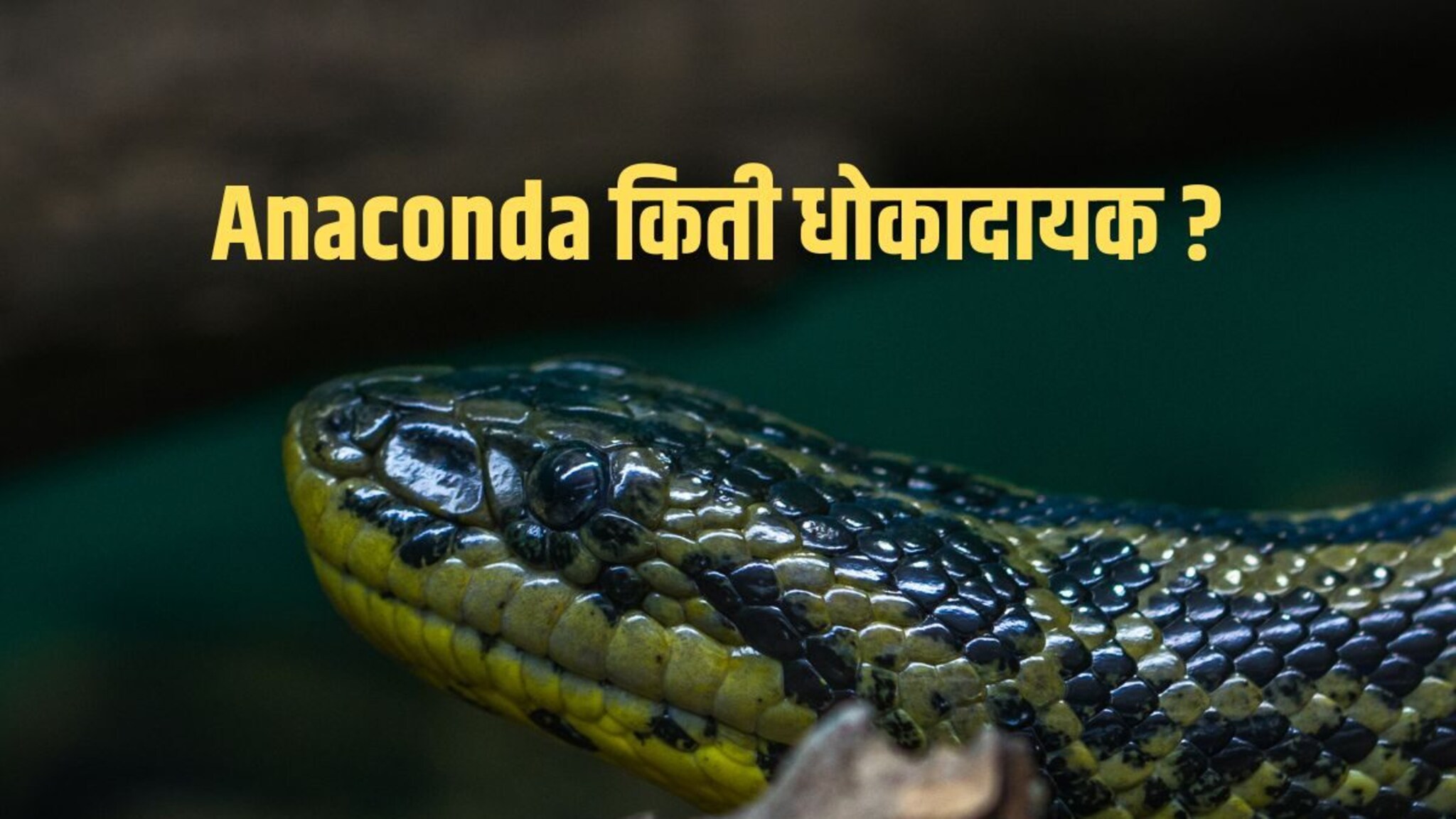 Who is Anaconda : अनाकोंडा नक्की कोण आहे? तो कुठे आढळतो आणि किती धोकादायक! तुम्हाला 'या' गोष्टी माहितच नसणार