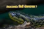 अनाकोंडा नक्की कोण आहे? तो किती धोकादायक! तुम्हाला 'या' गोष्टी माहितच नसणार