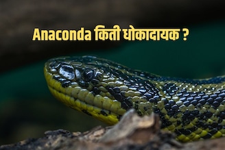 अनाकोंडा नक्की कोण आहे? तो किती धोकादायक! तुम्हाला 'या' गोष्टी माहितच नसणार