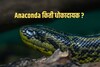 अनाकोंडा नक्की कोण आहे? तो किती धोकादायक! तुम्हाला 'या' गोष्टी माहितच नसणार