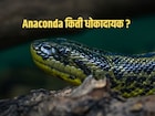 अनाकोंडा नक्की कोण आहे? तो किती धोकादायक! तुम्हाला 'या' गोष्टी माहितच नसणार