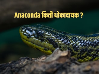 अनाकोंडा नक्की कोण आहे? तो किती धोकादायक! तुम्हाला 'या' गोष्टी माहितच नसणार