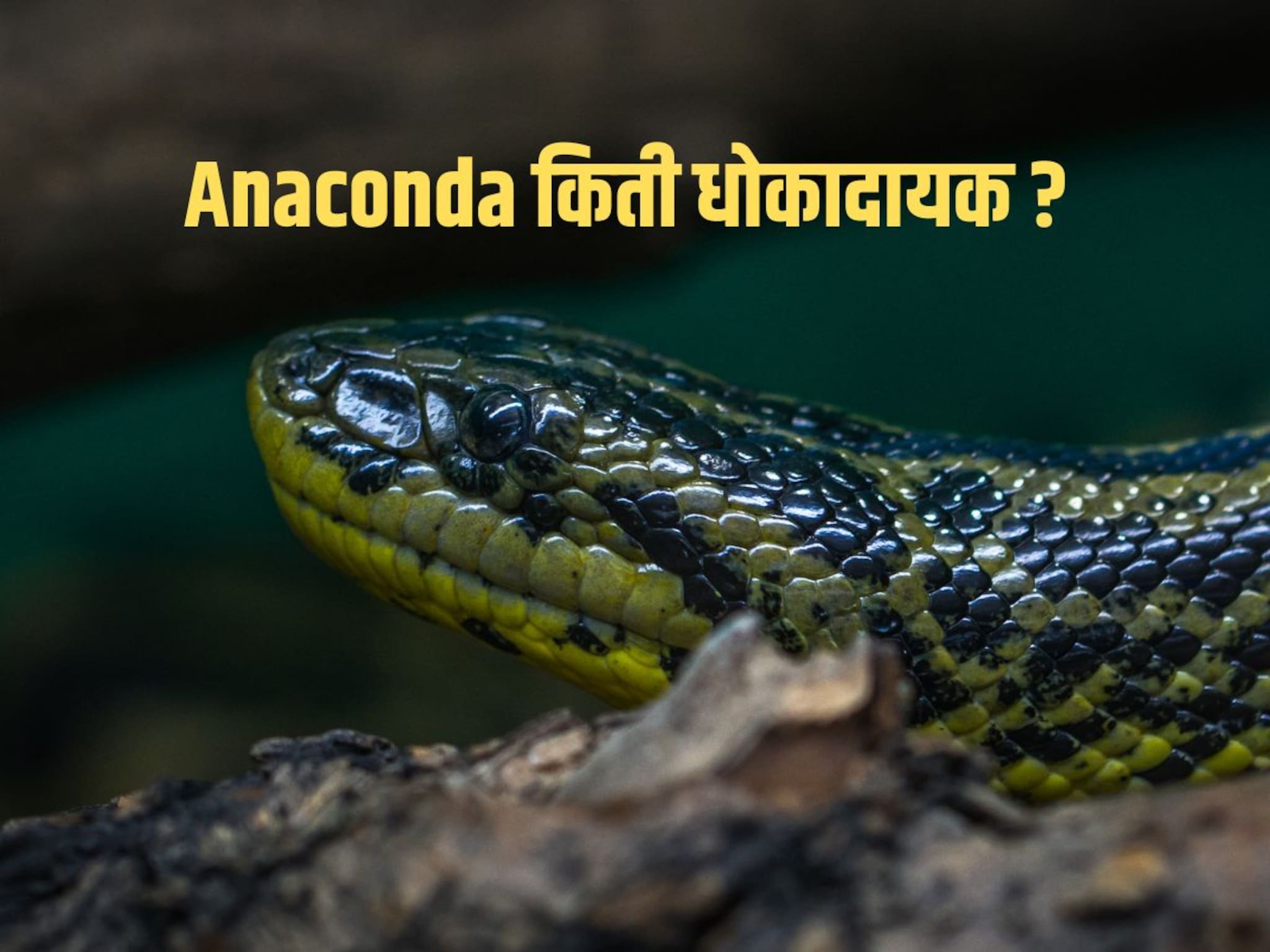 Who is Anaconda : अनाकोंडा नक्की कोण आहे? तो कुठे आढळतो आणि किती धोकादायक! तुम्हाला 'या' गोष्टी माहितच नसणार