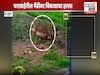 जुन्नरमध्ये बिबट्याने पाढला बकरीचा फडशा LIVE VIDEO