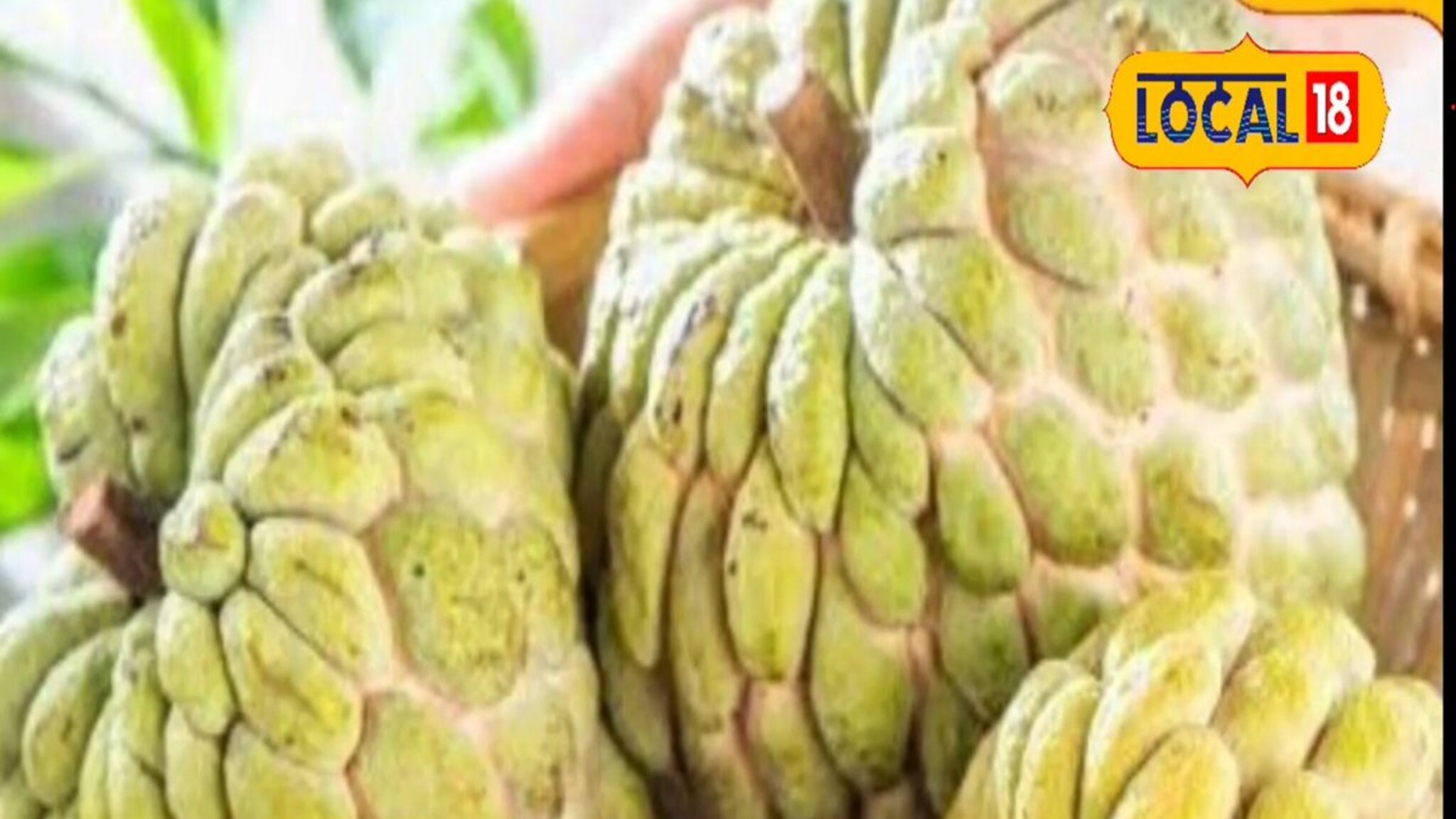 Health Tips : सीताफळ आले बाजारात, फायदे ऐकाल तर लगेच घ्याल विकत! Video