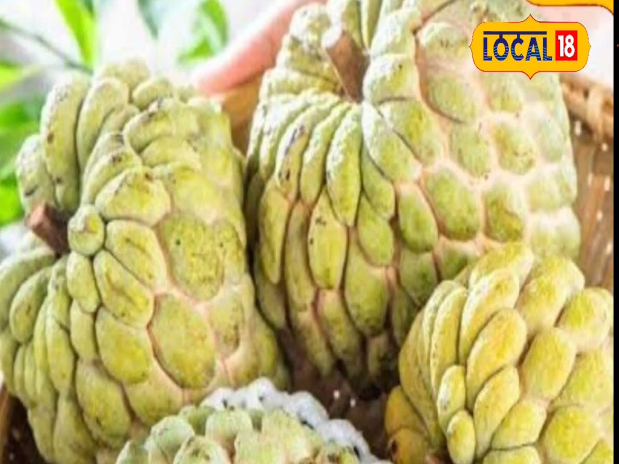 Health Tips : सीताफळ आले बाजारात, फायदे ऐकाल तर लगेच घ्याल विकत! Video