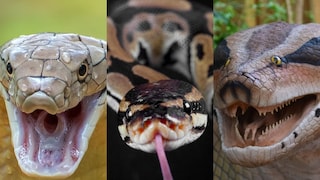 प्रतीकात्मक फोटो