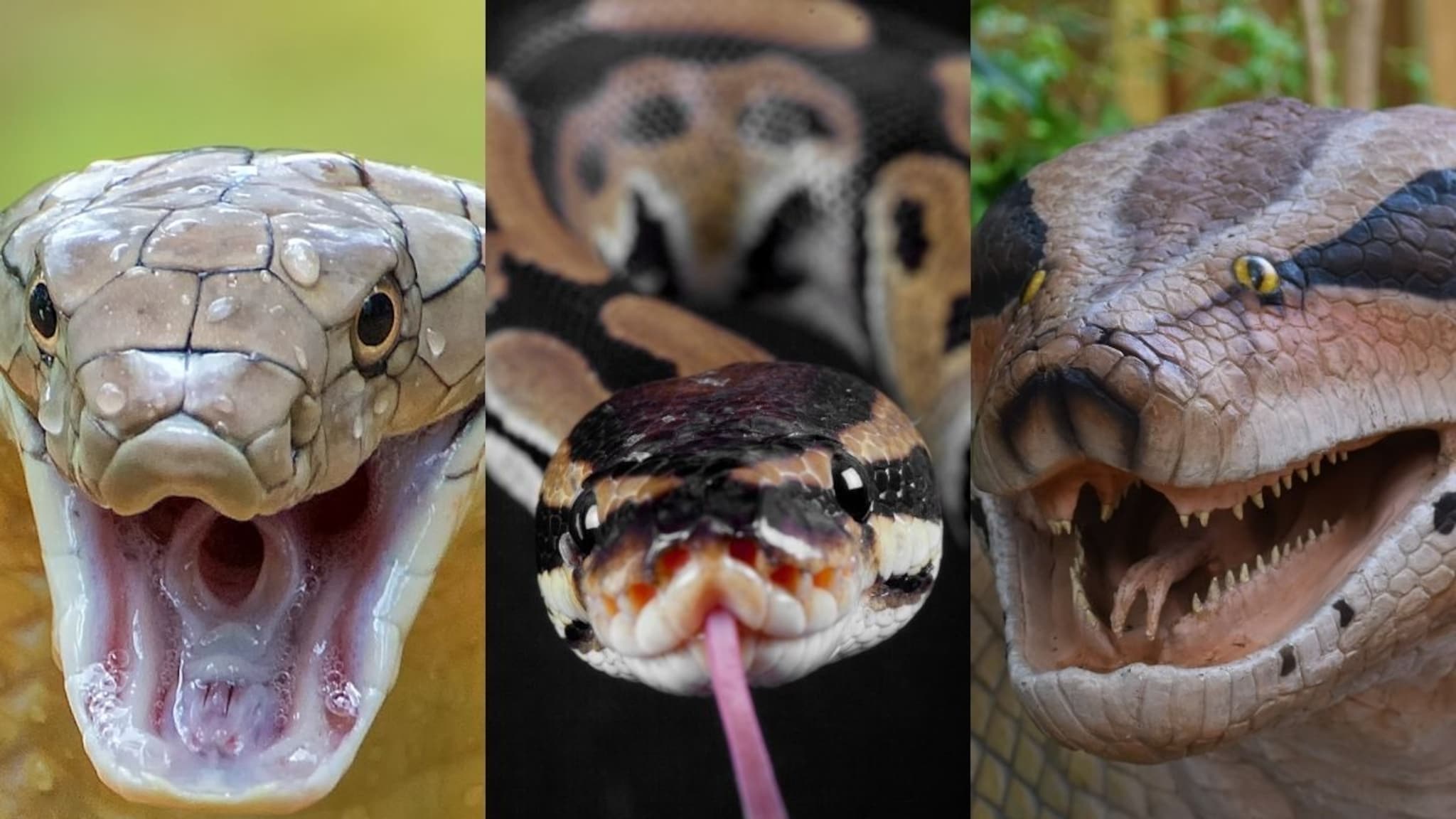 Cobra Vs Python Vs Anaconda : कोब्रा, अजगर की अ‍ॅनाकोंडा; कोण सगळ्यात खतरनाक?