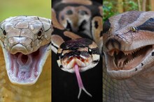 Cobra Vs Python Vs Anaconda : कोब्रा, अजगर की अॅनाकोंडा; कोण सगळ्यात खतरनाक?