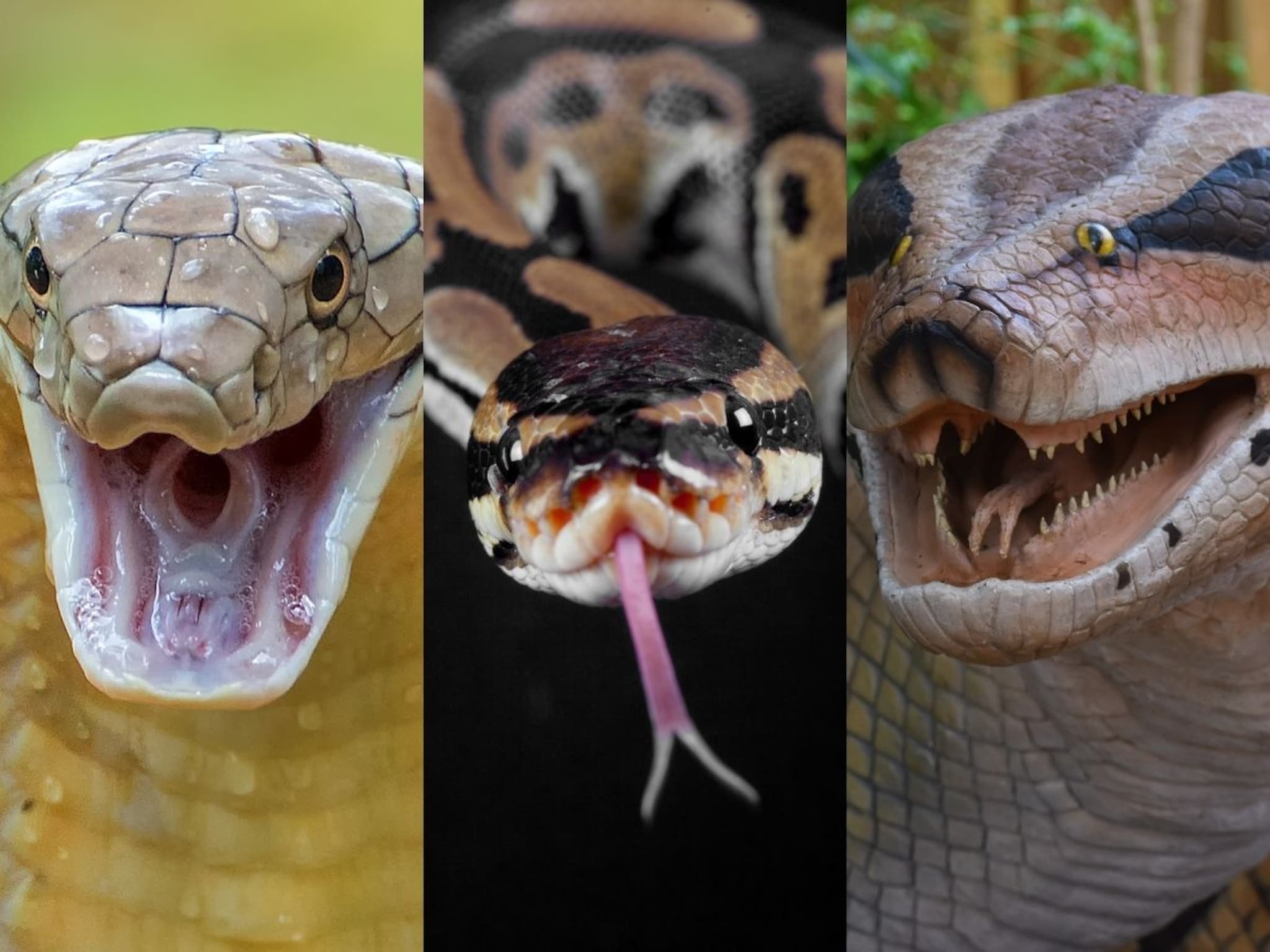 Cobra Vs Python Vs Anaconda : कोब्रा, अजगर की अ‍ॅनाकोंडा; कोण सगळ्यात खतरनाक?