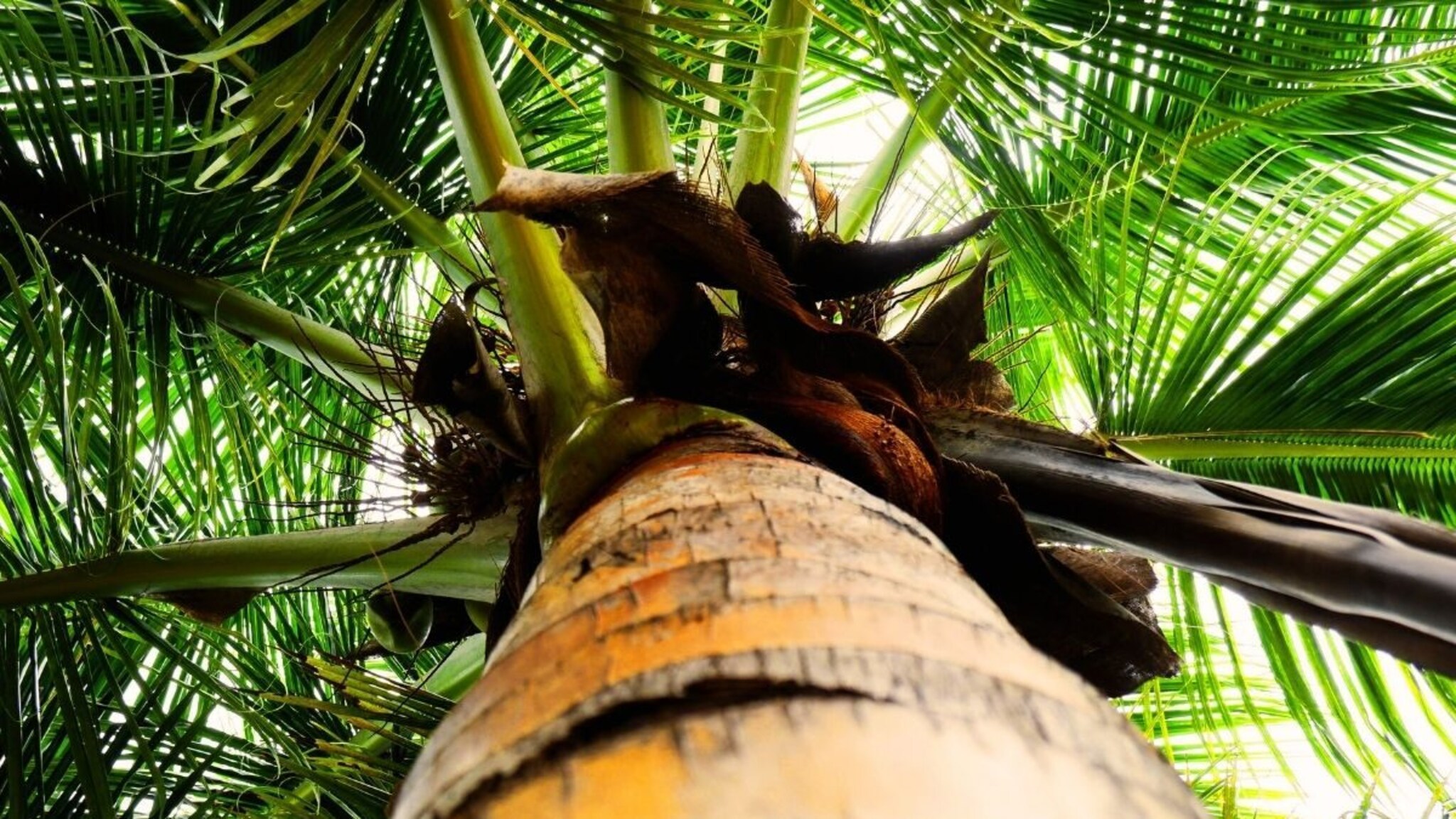 नारळाच्या झाडाच्या खोडातून विचित्र आवाज, तोडताच विस्फारले डोळे, लोक घाबरले