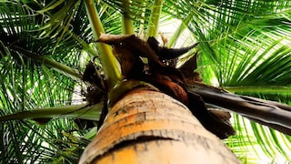 प्रतीकात्मक फोटो प्रतीकात्मक फोटो