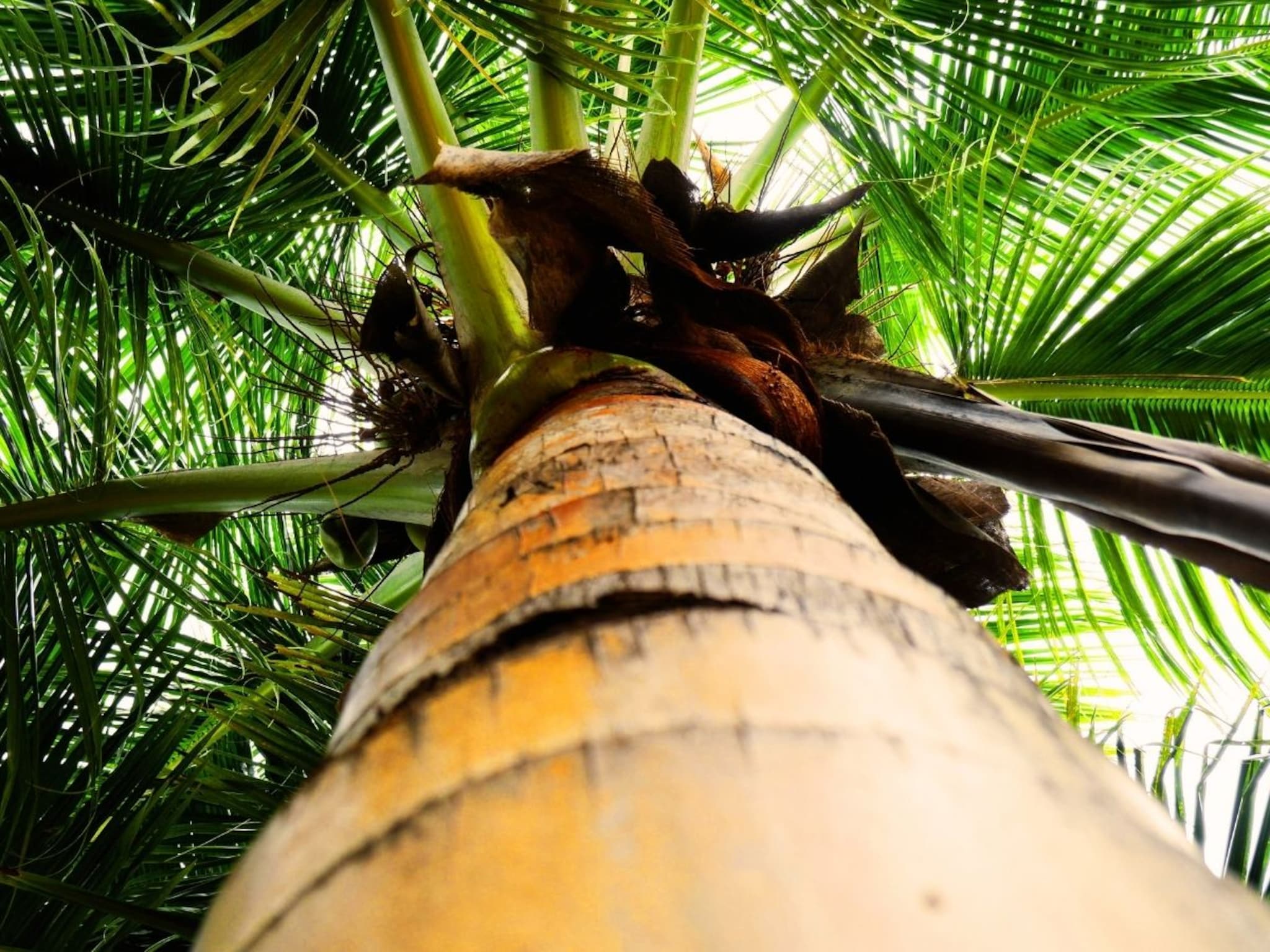 नारळाच्या झाडाच्या खोडातून विचित्र आवाज, तोडताच विस्फारले डोळे, लोक घाबरले