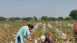 कापूस दर