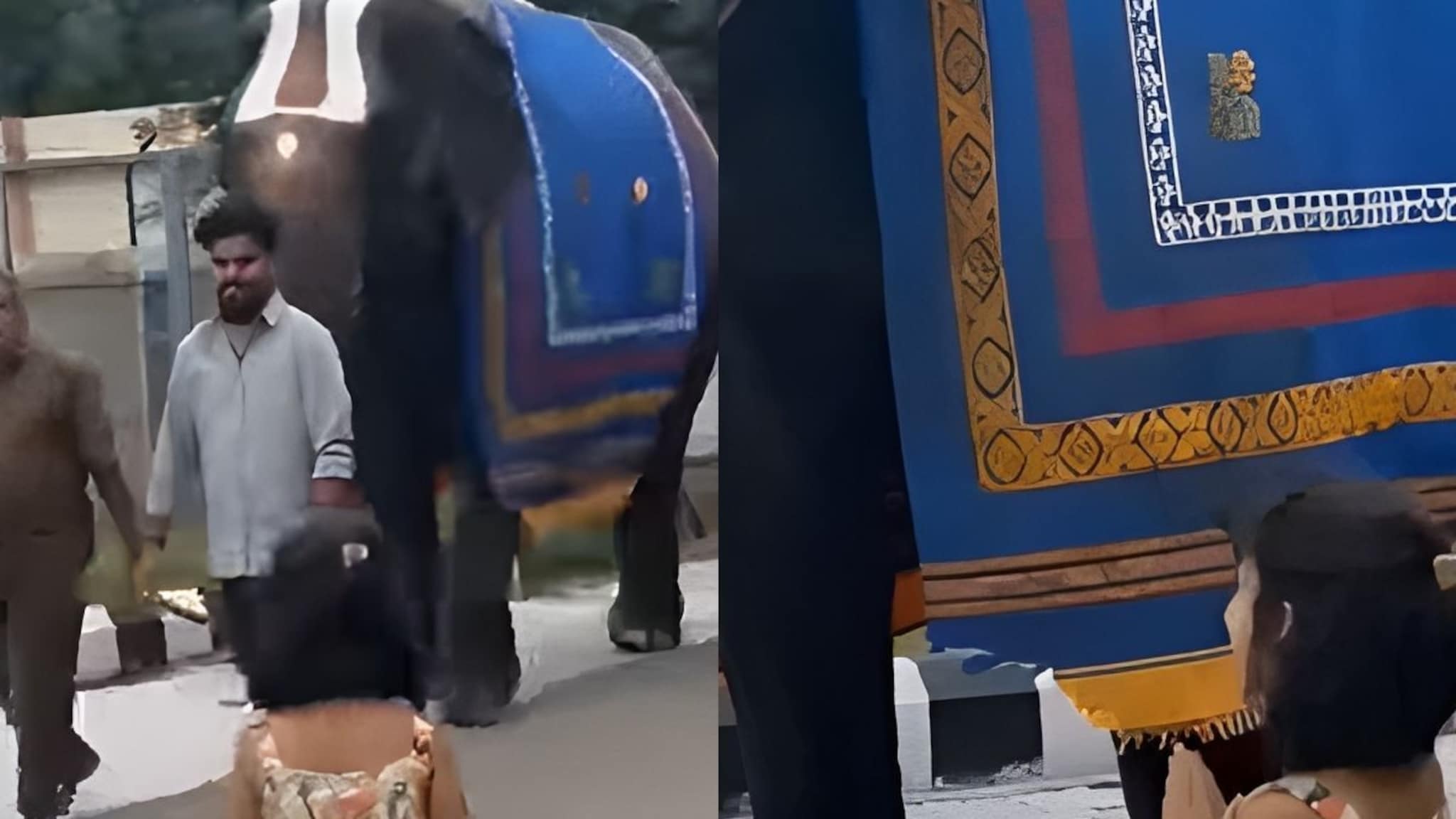 गणपती बाप्पा वाटला, हत्तीला पाहताच चिमुकलीने केला नमस्कार; पुढे घडलं ते थक्क करणारं