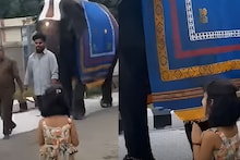 बाप्पाच वाटला, हत्तीला पाहताच चिमुकलीने केला नमस्कार; पुढे घडलं ते थक्क करणारं